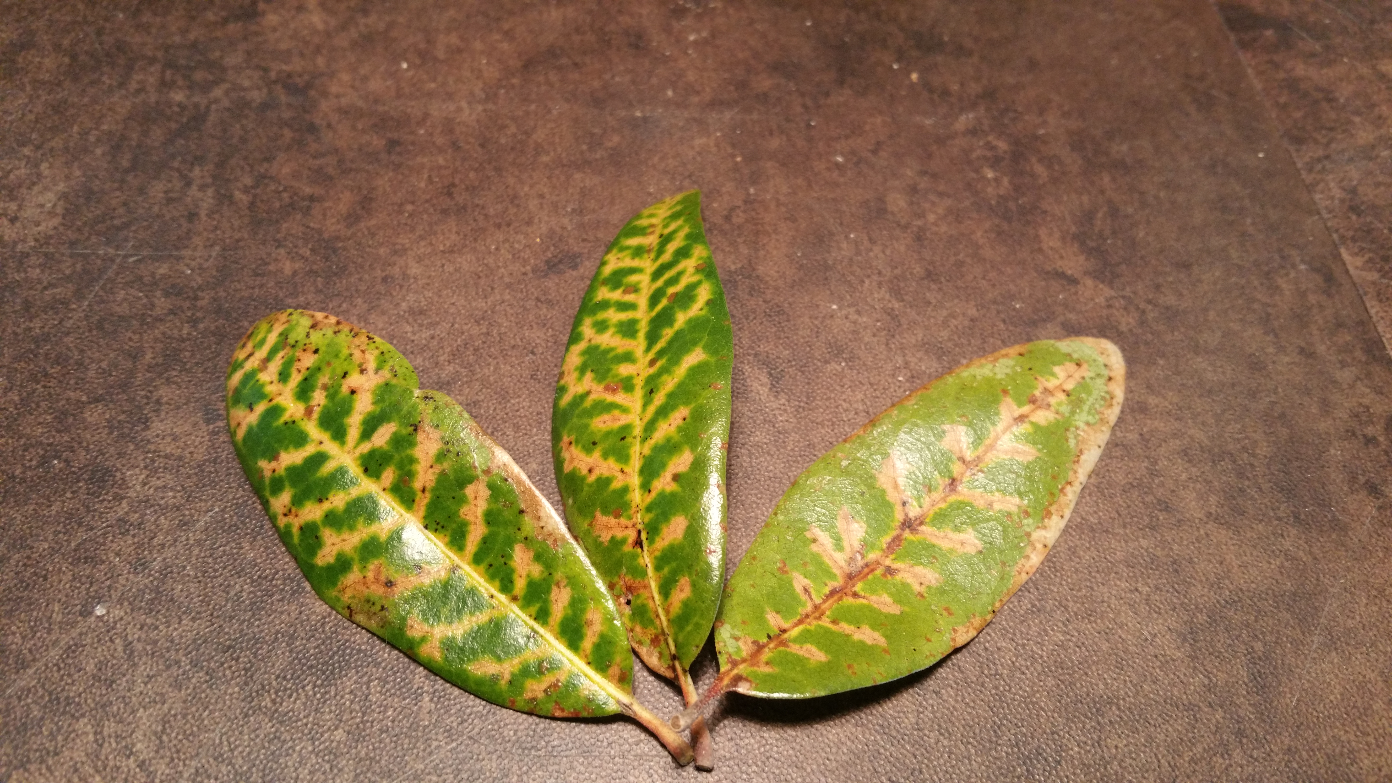leaf